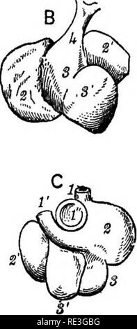 . Un texte-livre de physiologie animale, avec des chapitres d'introduction sur la biologie générale et un traitement complet de la reproduction ... La Physiologie, comparatif. . Veuillez noter que ces images sont extraites de la page numérisée des images qui peuvent avoir été retouchées numériquement pour plus de lisibilité - coloration et l'aspect de ces illustrations ne peut pas parfaitement ressembler à l'œuvre originale.. Mills, Wesley, 1847-1915. New York, D. Appleton Banque D'Images