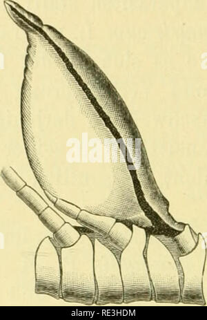 . (Echinodermen Stachelhäuter). Les échinodermes. . Veuillez noter que ces images sont extraites de la page numérisée des images qui peuvent avoir été retouchées numériquement pour plus de lisibilité - coloration et l'aspect de ces illustrations ne peut pas parfaitement ressembler à l'œuvre originale.. Ludwig, Hubert, 1852-1913 ; Meissner, Max ; Przibram, Hans ; Hamann, Otto. Leipzig : C. F. Winter Banque D'Images