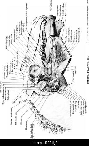 . L'anatomie du cheval, une dissection guide. Les chevaux. . Veuillez noter que ces images sont extraites de la page numérisée des images qui peuvent avoir été retouchées numériquement pour plus de lisibilité - coloration et l'aspect de ces illustrations ne peut pas parfaitement ressembler à l'œuvre originale.. McFadyean, John, Sir, 1853-. Édimbourg, W. &AMP ; A. K. Johnston, Limited ; New York, W. R. Jenkins Co. Banque D'Images