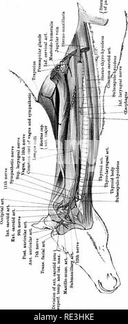 . L'anatomie du cheval, une dissection guide. Les chevaux. -&Amp ;. Veuillez noter que ces images sont extraites de la page numérisée des images qui peuvent avoir été retouchées numériquement pour plus de lisibilité - coloration et l'aspect de ces illustrations ne peut pas parfaitement ressembler à l'œuvre originale.. McFadyean, John, Sir, 1853-. Édimbourg, W. &AMP ; A. K. Johnston, Limited ; New York, W. R. Jenkins Co. Banque D'Images