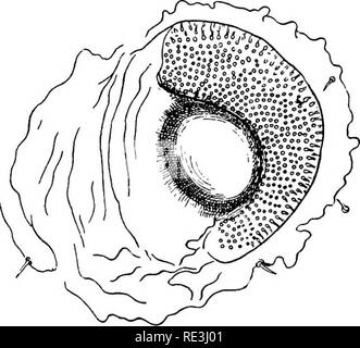 . Manuel de l'entomologie médicale. Les insectes nuisibles ; les insectes porteurs de la maladie ; parasitologie médicale. 45a. Argus persicus. Des hommes capitule après Nuttall et Warburton. IXODOIDEA OU LES TIQUES jusqu'à récemment, les tiques ont attiré relativement peu d'attention des entomologistes. Depuis leur importance en tant que porteurs de la maladie a été établie, l'intérêt pour le groupe a été grandement stimulée et maintenant ils arrivent au deuxième rang seulement pour les moustiques dans le montant de l'étude détaillée qui a été consacrée à eux. Les tiques sont les plus grands de la acariens. Ils sont char- acterized par le fait que l'hypo Banque D'Images