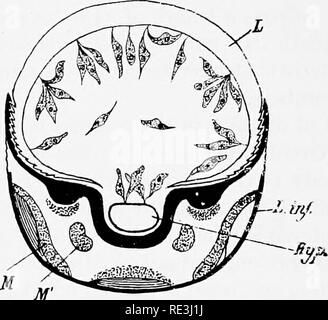 . En ce qui concerne les mouches aux maladies : sucent les mouches. Mouches mouches ; en tant que porteurs de la maladie ; Diptera. 314 T. GAMBIENSE [CH. le typique de longues formes et sont seulement envahi vers le milieu du cycle de développement. Il semble difficile dans les trypanosomes d'atteindre le proventricule et une fois arrivés là, ils ne peuvent pas se maintenir si les fiy est exposé à trop de temps un rapide. S'il y a un intervalle considérable avant qu'un autre repas les trypanosomes reflux vers l'arrière pour l'progressivement la partie postérieure de l'intestin antérieur et que progressivement récupérer leur position de nouveau après la Banque D'Images