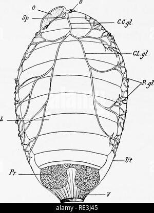 . En ce qui concerne les mouches aux maladies : sucent les mouches. Mouches mouches ; en tant que porteurs de la maladie ; Diptera. 246 GLOSSINA [CH. fanfarons. Lorsque l'hypopygium est un système d'appendices comphcated est affiché, l'arrangement et la structure ont été usé par Newstead pour être d'une grande utilité dans la classification. Ces appendices sont brièvement comme suit : les ptérygopodes supérieure, dont le rôle principal est, semble-t-il, de saisir l'abdomen de la femelle , le editum ; l'inférieur, qui présente des ptérygopodes différences morphologiques frappantes. Fig. 64. Utérus gravide de G. palpalis contenant une larve à Banque D'Images