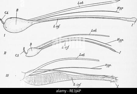 . En ce qui concerne les mouches aux maladies : sucent les mouches. Mouches mouches ; en tant que porteurs de la maladie ; Diptera. 244 GLOSSINA [CH. deuxième et troisième segments un curieux sentiment-organe, composé d'un certain nombre de sacs bordée d'epithehum sensorielle et l'ouverture sur l'extérieur par un pore et bien marqué sur la surface interne du troisième segment. À partir de la structure de cet organe qu'il est censé être dans la fonction auditive. L'Arista de l'antenne est trois joints, les deux premières articulations étant très petite, la terminal un vaste et compressé, et de plumes sur sa face supérieure avec environ 22 ou 23 branches fines soies. Les yeux un Banque D'Images