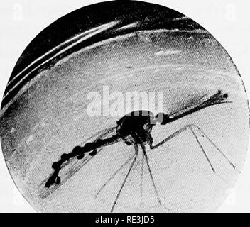 . En ce qui concerne les mouches aux maladies : sucent les mouches. Mouches mouches ; en tant que porteurs de la maladie ; Diptera. VIl] ENNEMIS 73 larves de moustique, ses feuilles fermant rapidement sur n'importe quel animal qui les touche. L'larvse sont parfois détruits par des champignons et bactéries, mais ces groupes d'organismes ne sont ni très im- portant des ennemis. Les insectes adultes et ses stades immatures sont para- sitized par diverses espèces de protozoaires et aussi par les nématodes et les trématodes. Les ennemis des insectes sont responsables de la destruction d'un grand nombre de moustiques. Le Hydrophilidas larvse de Dytiscidae et dévorent les grandes Banque D'Images