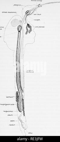 . En ce qui concerne les mouches aux maladies : sucent les mouches. Mouches mouches ; en tant que porteurs de la maladie ; Diptera. - TXiCCCU- CO/IUCT/ '^^^itio&lt;U'6ep&lt;jnif. FlÂ£ 29. Macnlipennis l'anophèle. Coupe longitudinale schématique d'un insecte femelle qui fais les relations des différentes parties du tube digestif de l'autre, et à l'exosquelette, également les glandes salivaires d'un côté avec leur air de rejoindre le canal commun, qui se prolonge dans le hypopharjmx. Le réservoir ventral est rempli, l'estomac contracté. L'un des réservoirs dorsaux est coupé près de la FTO à l'endroit où il rejoint l'œsophage. Après Nutta Banque D'Images