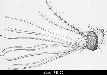 . En ce qui concerne les mouches aux maladies : sucent les mouches. Mouches mouches ; en tant que porteurs de la maladie ; Diptera. VIl] ANATOMIE EXTERNE 53 quelque chose comme un na ; l'ouverture en forme de fente est placé sur le ventre. À son extrémité distale le labre de la femme se réduit à un point, alors que dans l'homme l'extrémité est tronqué. (V) l'hypopharynx surgit juste au-dessus de la base du labium et chez la femelle est en forme " comme une arme à deux tranchants." Lorsqu'il s'applique à le labre il ferme la fente ventrale et les deux structures forment un tube de suceuse. Dans l'homme l'hypopharynx est souvent fusionné avec le laboratoire Banque D'Images