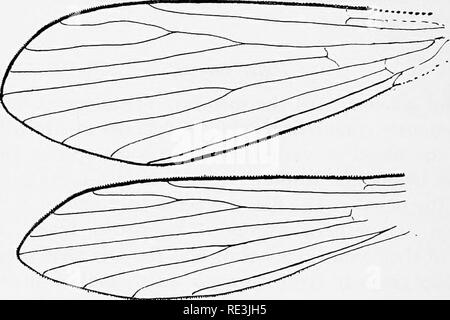 . En ce qui concerne les mouches aux maladies : sucent les mouches. Mouches mouches ; en tant que porteurs de la maladie ; Diptera. pro. Fig. i8. Chef de Phlebotomus papaiasii ; anl, antenne ; e, de l'œil ; cl, clypeus ; pal ; palpus, pro, proboscis. Après Newstead. Définition. Le genre Phlebotomus peut facilement être dis- tinguished par les caractères suivants : Psychodidse où la bouche est modifié pour le perçage et la succion. Les antennes sont longues et sveltes, composé de. Fig. 19. Papatasii la nervation de Phlebotomus, supérieur ; ? ; plus bas, 1 . Après Newstead. 16 segments, et les joints sont pas très restreint. Les ailes sont na Banque D'Images