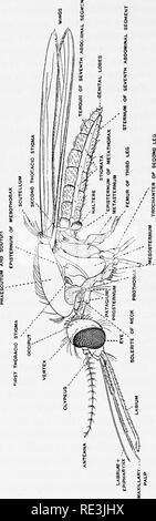 . En ce qui concerne les mouches aux maladies : sucent les mouches. Mouches mouches ; en tant que porteurs de la maladie ; Diptera. i6 diptères [CH.. Veuillez noter que ces images sont extraites de la page numérisée des images qui peuvent avoir été retouchées numériquement pour plus de lisibilité - coloration et l'aspect de ces illustrations ne peut pas parfaitement ressembler à l'œuvre originale.. Hindle, Edward, 1886-. Cambridge University Press Banque D'Images