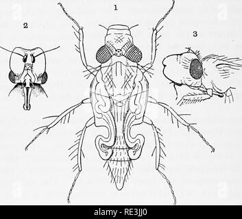 . En ce qui concerne les mouches aux maladies : sucent les mouches. Mouches mouches ; en tant que porteurs de la maladie ; Diptera. 14 DIPTERA-BOUCHE-PIÈCES [CH. cependant, posséder des antennes totalement une forme distincte, propre à l'ordre, composé de trois segments, l'un d'extérieur qui, à son extrémité distale, porte une fine processus connu sous le nom de l'Arista, qui est parfois segmentée et souvent couverts de poils. Il représente probablement les autres segments de la plus primitive des antennes.. Fig. I. Une Anthomyid voler immédiatement après émergeant de la nymphose, qui fais le ptilinum distendu et grandement réduit des wi Banque D'Images