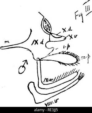 . L'étude pratique de la malaria et d'autres parasites du sang. Le paludisme, les moustiques ; Trypanosoma ; du sang. "3. Veuillez noter que ces images sont extraites de la page numérisée des images qui peuvent avoir été retouchées numériquement pour plus de lisibilité - coloration et l'aspect de ces illustrations ne peut pas parfaitement ressembler à l'œuvre originale.. Stephens, John William Watson, 1865- ; Christophers, S. R. (Samuel Rickard), 1873- ; École de médecine tropicale de Liverpool. Londres, publiée pour l'Univ. Press de Liverpool par Williams &AMP ; Norgate Banque D'Images