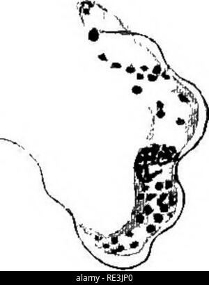 . L'étude pratique de la malaria et d'autres parasites du sang. Le paludisme, les moustiques ; Trypanosoma ; du sang. C7S. Veuillez noter que ces images sont extraites de la page numérisée des images qui peuvent avoir été retouchées numériquement pour plus de lisibilité - coloration et l'aspect de ces illustrations ne peut pas parfaitement ressembler à l'œuvre originale.. Stephens, John William Watson, 1865- ; Christophers, S. R. (Samuel Rickard), 1873- ; École de médecine tropicale de Liverpool. Londres, publiée pour l'Univ. Press de Liverpool par Williams &AMP ; Norgate Banque D'Images