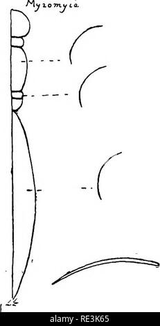 . L'étude pratique de la malaria et d'autres parasites du sang. Le paludisme, les moustiques ; Trypanosoma ; du sang. Fig. 50, thoracique, abdominale, du scutellum et barèmes de l'aile (Anophelinae après Theobald). Veuillez noter que ces images sont extraites de la page numérisée des images qui peuvent avoir été retouchées numériquement pour plus de lisibilité - coloration et l'aspect de ces illustrations ne peut pas parfaitement ressembler à l'œuvre originale.. Stephens, John William Watson, 1865- ; Christophers, S. R. (Samuel Rickard), 1873- ; École de médecine tropicale de Liverpool. Londres, publiée pour l'Univ. Press de Liverpool par Williams &AMP ; Banque D'Images