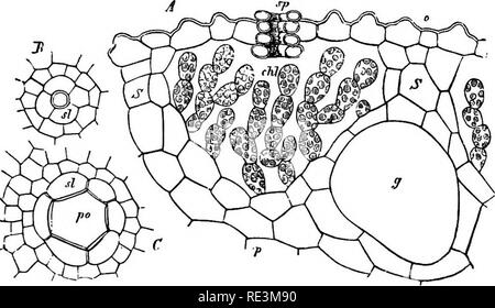 . Un manuel de botanique cryptogamique. Les cryptogames. Fig. 153.-A, section transversale à travers la section intermédiaire de thalle de M, poly7norpha (x 30) ; B, par portion marginale (plus fortement amplifiés). / Couche incolore, sans espaces intercellulaires o, epiderm de la face supérieure ; chl^ couche chlorophyllienne ; sp, stomate ; s, murs-partition entre air- chamhers ; w, epiderm ; h^ rhizoïdes . ^, lamelles qui ressemblent à des feuilles. (Après Goebel.). Fig. 154.-partie de jeunes récipient d'M, iolymorpha. .A, section verticale ; 0, epiderm ; SFI, stomate ; 5", partition-mur séparant la chambre de cellules chlorophyllienne Banque D'Images