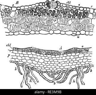 . Un manuel de botanique cryptogamique. Les cryptogames. i68 MUSCINEM les stomates appartenir ; (2) Un tissu contenant près mais peu de chlorophylle, et avec la cellule-murs piqué ou reticulately épaissies, sans espaces intercellulaires mais contenant parfois des mucilages récipients ; et (3) une ventrale. Fig. 153.-A, section transversale à travers la section intermédiaire de thalle de M, poly7norpha (x 30) ; B, par portion marginale (plus fortement amplifiés). / Couche incolore, sans espaces intercellulaires o, epiderm de la face supérieure ; chl^ couche chlorophyllienne ; sp, stomate ; s, murs-partition entre air- chamhers ; w, l'epid inférieur Banque D'Images