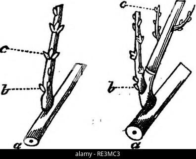 . Les modalités pratiques des fruits, fleurs et légumes, compagnon du jardinier avec calendrier. Le jardinage. 108 Jardin de fruits, de l'insertion dans le vieux bois, et l'espace intermédiaire est couvert de bourgeons à bois. Tous ces derniers, par conséquent, qui fig. 14.. sont entre le vieux bois et le Blossom un c, dans la partie extérieure de la figure, à l'exception de la lo'ouest b, sont soigneusement enlevés par ebourgeonnement ou d'ébourgeonnage. Cela ne manque jamais de produire un shoot, 6, dans la figure intérieure, dont la croissance est favorisée par la destruction de la pulvérisation inutile au-dessus de l'oranger et le pinçant points de celles qui sont nécessaires au parfait tc fr Banque D'Images
