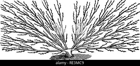 . Les modalités pratiques des fruits, fleurs et légumes, compagnon du jardinier avec calendrier. Le jardinage. La forme a la Dumoutier (ainsi appelé à partir de son inventeur et décrites en détail par Lelieur), n'est qu'une re- finement sur la méthode Montrueil. Il suffit de mentionner au formateur expérimenté (et nul ne peut s'attendre à exécuter cette forme), que la formation de l'arbre commence par les membres inférieurs, et du produit fig. 13.. vers le centre, les branches de descendre de temps en temps, comme l'arbre acquiert force. Ce qui est le plus rentable de l'avis dans cette méthode est l'managem Banque D'Images