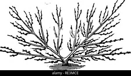 . Les modalités pratiques des fruits, fleurs et légumes, compagnon du jardinier avec calendrier. Le jardinage. Pêches et nectarines. 107 contient environ 90 â *. Les autres branches sont tous traités comme membres subordonnés. Fig. 12.. La forme a la Dumoutier (ainsi appelé à partir de son inventeur et décrites en détail par Lelieur), n'est qu'une re- finement sur la méthode Montrueil. Il suffit de mentionner au formateur expérimenté (et nul ne peut s'attendre à exécuter cette forme), que la formation de l'arbre commence par les membres inférieurs, et du produit fig. 13.. Veuillez noter que ces images sont extraites Banque D'Images