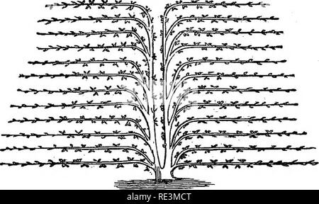 . Les modalités pratiques des fruits, fleurs et légumes, compagnon du jardinier avec calendrier. Le jardinage. Rendez-GAa de fruits..DENHopetoun-House ati, et pratiqué Tjy avec grand succès. Il est presque alliée à la forme horizontale ., hut les branches forment un angle aigu avec la tige, et cette dispo- tion est censée favoriser la répartition égale de la SAP. Dans le wiftter l'émondage, trois et parfois quatre branches sont réduites ; les pousses qui découlent de ces sont classées dans l'ordre du ventilateur, et, comme ils s'allongent, sont progressivement mis sous l'horizontale. ppsition L'arbre est terminé en haut comme Banque D'Images