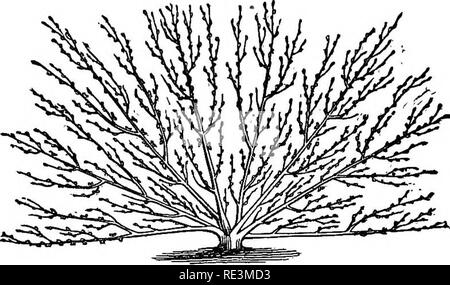 . Les modalités pratiques des fruits, fleurs et légumes, compagnon du jardinier avec calendrier. Le jardinage. TRAININU. Rfe 59 sowZe est inévitable. Il vaut mieux adopter la modification de la forme du ventilateur utilisé pour les fruits à noyau (Fig. 9) ; l'age. 9. d'établir un certain nombre de branches, et sur ces forme une série de membres subordonnés, principalement composée de bois de roulement. La mère des succursales ou des membres inférieurs shouldnot être nombreuses, mais bien rQarked, égaux en force, et régulièrement éliminés. Les branches latérales devrait être assez abondants, court-circuit, et pas aussi vigoureuse que pour rivaliser avec les principaux membres. Pour assurer re Banque D'Images