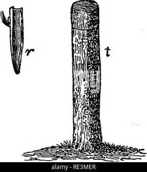 . Les modalités pratiques des fruits, fleurs et légumes, compagnon du jardinier avec calendrier. Le Jardinage. La pointe de l'écu est coupé horizontalement, et pour s'adapter parfaitement a l'écorce du stock à l'incision transversale. Légère des liens de moist bast-matting sont ensuite appliqués. Dans environ un mois ou six semaines, les ligatures peuvent être enlevés, quand, si l'opération a réussi, le bu* sera frais et copieux, et le bouclier fermement unis au bois. Un solide ressort nid shoot est jeté dehors, et à présent le stock est dirigé vers le bas dans le courant de l'été. La plantation.-Après la propagation, la prochaine voiture Banque D'Images