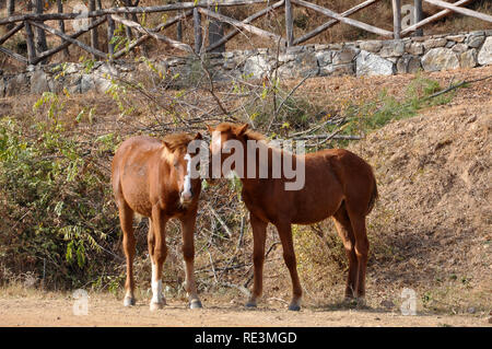 Les chevaux près du lac Kerkini-Greece Banque D'Images