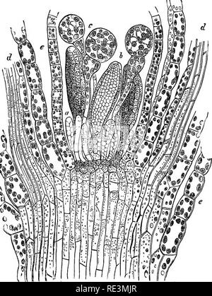 . Un manuel de botanique cryptogamique. Les cryptogames. MUSCI 141 et l'ensemble de la structure est parfois-d'analogie avec la structure correspondant à des plantes à fleurs, nommée la fleur. Une telle fleur peut soit être hermaphrodites, y compris les deux antherids archegones et, ou unisexuées, et l'espèce peut alors être monoïque ou dioïque. La femelle et les fleurs hermaphrodites ne sont pas très différentes en apparence, tandis que celle de des fleurs mâles, est totalement différent.. Fig. io6.-hygromettica Funaria', section longitudinale par inflorescence mâle ; un jeune, un therid- ; b, près de antherid à maturité ; c, Banque D'Images