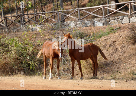 Les chevaux près du lac Kerkini-Greece Banque D'Images