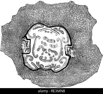 . Un manuel de botanique cryptogamique. Les cryptogames. Combustibles des cryptogames 123 pour Polypodiace^ .blance et Cyatheace^ entre les formes existantes. Pas de fructification ressemblant à celui d'Osmundaces a à présent été découvertes ; mais Osmundites (Carruth.), de l'Éocène inférieur, a été renvoyée à l'ordre par son découvreur de l'pecuharities de la structure de la tige. L'Ophioglossaceae sont toujours pas représentés dans palseophytology. La structure interne de la tige et feuille-vitre de la plupart des combustibles, Fougères. Fig. 95.-Stemmatopieris Article de cordon, investi avec TOots =Psaronins cordon. (À partir d'un spe Banque D'Images