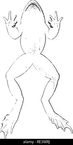 . Les batraciens sans queue de l'Europe. Les grenouilles, les amphibiens. 128 DISCOGLOSSID^. fois formant beau marquages symétrique ; a/grand triangle, en forme de coeur, ou une marque en forme de chevron est habituellement présent entre les yeux. Les parties inférieures d'un blanc ivoire, uniforme ou étroitement moucheté de marron, jaune ou plus ou moins carneous sous les membres. Golden Iris dans sa partie supérieure, dark bronzy dans ses deux tiers inférieurs, l'obscurité de la strie latérale head en passant par l'œil ; quelquefois, bronze, brun entièrement- comme dans Bombintdor, avec une fine bordure d'or à l'élève, interrompu à l'angle inférieur. Fig. 50. Banque D'Images