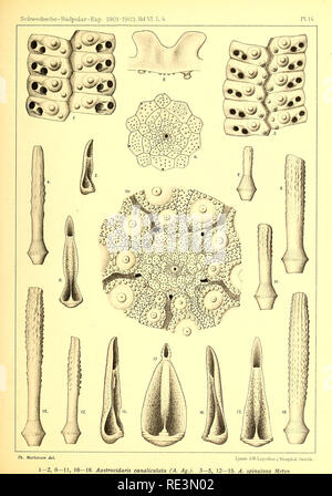 . Echinoidea du Swedish Expédition polaire du Sud. Les oursins de mer. . Veuillez noter que ces images sont extraites de la page numérisée des images qui peuvent avoir été retouchées numériquement pour plus de lisibilité - coloration et l'aspect de ces illustrations ne peut pas parfaitement ressembler à l'œuvre originale.. Mortensen, Th. (Theodor), 1868-1952 ; Svenska sydpolar-expeditionen (1901-1903). Stockholm : Lithographisches Institut des Generalstabs Banque D'Images