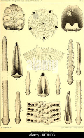 . Echinoidea du Swedish Expédition polaire du Sud. Les oursins de mer. . Veuillez noter que ces images sont extraites de la page numérisée des images qui peuvent avoir été retouchées numériquement pour plus de lisibilité - coloration et l'aspect de ces illustrations ne peut pas parfaitement ressembler à l'œuvre originale.. Mortensen, Th. (Theodor), 1868-1952 ; Svenska sydpolar-expeditionen (1901-1903). Stockholm : Lithographisches Institut des Generalstabs Banque D'Images