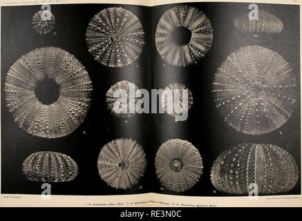 . Echinoidea du Swedish Expédition polaire du Sud. Les oursins de mer. . Veuillez noter que ces images sont extraites de la page numérisée des images qui peuvent avoir été retouchées numériquement pour plus de lisibilité - coloration et l'aspect de ces illustrations ne peut pas parfaitement ressembler à l'œuvre originale.. Mortensen, Th. (Theodor), 1868-1952 ; Svenska sydpolar-expeditionen (1901-1903). Stockholm : Lithographisches Institut des Generalstabs Banque D'Images