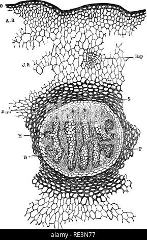 . Un manuel de botanique cryptogamique. Les cryptogames. LYCOPODIACE.S 57 en étroite collaboration avec celui de gymnospermes. Il est composé d'un petit organisme unicellulaire méristème primaire, dans lesquels aucune ventilation peut être détecté en. YiQ 30 -Coupe transversale de tige de/., annotinitm. O, epiderm ; UN R, cortex extérieur ; J R. cortex ; S, sclerotised ; tissus fondamentaux P, faisceau vasculaire-gaine ; H, xylème ; B, phloème- portion de cylindre vasculaire axial ; Bsp, leaf-traces &lt;amplifiés). - .. Veuillez noter que ces images sont extraites de la page numérisée des images qui peuvent avoir été retouchées numériquement pour plus de lisibilité -. Banque D'Images