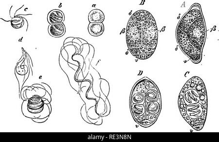 . Un manuel de botanique cryptogamique. Les cryptogames. Fig. 29.-une mégaspore, IsoHes acustris de L. B, prothalle ; ", archegone ( x 50). (Après Hofmeister.) chyme sur l'extérieur. Ceci a lieu surtout dans deux ou trois directions, de sorte qu'un nombre correspondant de projeter des masses de tissu sont formés, qui meurent lentement sur l'extérieur ; et d'entre eux se trouvent le même nombre de sillons sur la face ventrale de la tige, qui a donc l'apparence d'une plaque allongée latéralement ou. Fig. 30.-/. lacustris. A-D^ microspore, montrant étapes de formation d'antherid antlier et Banque D'Images