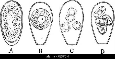 . Texte livre de zoologie. Zoologie. La classe 3. /Qrega rmida. 97. Fig. 56. /CocciMv m oviforme, A-B, C-D enkystés formation d'sporea suspenseur et jeune.- Après Leuckart. L'alimentation, la paroi du kyste se dissout et le jeune semble errer thi'ough les conduits biliaires dans le foie et il se développer en Ooccidia. 3. Intégré dans la trans- verset fibres musculaires de nombreux mammifères, par exemple, très souvent dans le cochon, il se produit des petits corps, le soi-disant Rainey's ou de Miescher (Sarcocystis). Ils sont cylin- di-ioal ou corps fusiforme, variant en longueur (jusqu'à plusieurs m/m.), chacune dans un seul Banque D'Images