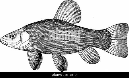 . Les variétés de poissons rouges et les poissons d'aquarium tropicaux ; un guide complet pour aquariums et des sujets connexes. Les aquariums ; poissons rouges. Les variétés de poissons rouges et la tanche Tinea aureus d'or. Comme un beau poisson de golden orange hue la tanche dorée comme deuxième seulement pour le poisson rouge lui-même. Recouverte d'écailles extrêmement fine et parsemé de black il présente par la lumière réfléchie un irridescent. Fig. 62. La tanche (effet) erence, comparable à celle d'une opale. Par lumière transmise ils sont suffisamment translucide pour montrer le squelette et les organes internes bien qu'ils deviennent assez timides et l'apprivoiser Banque D'Images