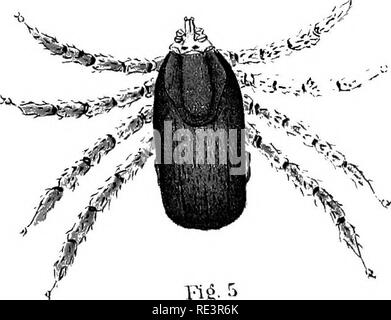 . Rapport spécial sur les maladies des bêtes . Les bovins. Hg. 5. Veuillez noter que ces images sont extraites de la page numérisée des images qui peuvent avoir été retouchées numériquement pour plus de lisibilité - coloration et l'aspect de ces illustrations ne peut pas parfaitement ressembler à l'œuvre originale.. United States. Bureau of Animal Industry ; Atkinson, C. T. (Vickers T. ), d. 1891. Washington : Govt. L'impression. L'arrêt. Banque D'Images