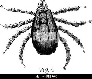 . Rapport spécial sur les maladies des bêtes . Les bovins. . Veuillez noter que ces images sont extraites de la page numérisée des images qui peuvent avoir été retouchées numériquement pour plus de lisibilité - coloration et l'aspect de ces illustrations ne peut pas parfaitement ressembler à l'œuvre originale.. United States. Bureau of Animal Industry ; Atkinson, C. T. (Vickers T. ), d. 1891. Washington : Govt. L'impression. L'arrêt. Banque D'Images