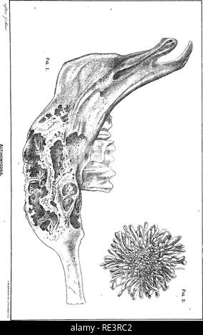 . Rapport spécial sur les maladies des bêtes . Les bovins. Les maladies du bétail. XLI. plaque. Veuillez noter que ces images sont extraites de la page numérisée des images qui peuvent avoir été retouchées numériquement pour plus de lisibilité - coloration et l'aspect de ces illustrations ne peut pas parfaitement ressembler à l'œuvre originale.. United States. Bureau of Animal Industry ; Atkinson, C. T. (Vickers T. ), d. 1891. Washington : Govt. L'impression. L'arrêt. Banque D'Images