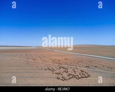 Troupeau de moutons pâturant sur un vaste champ avec un ciel bleu clair et une route lointaine en arrière-plan Banque D'Images