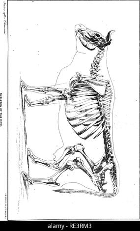 . Rapport spécial sur les maladies des bêtes . Les bovins. Les maladies du bétail. XXV de la plaque.. Veuillez noter que ces images sont extraites de la page numérisée des images qui peuvent avoir été retouchées numériquement pour plus de lisibilité - coloration et l'aspect de ces illustrations ne peut pas parfaitement ressembler à l'œuvre originale.. United States. Bureau of Animal Industry ; Atkinson, C. T. (Vickers T. ), d. 1891. Washington : Govt. L'impression. L'arrêt. Banque D'Images