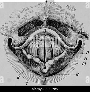 . Un texte-livre de physiologie animale, avec des chapitres d'introduction sur la biologie générale et un traitement complet de la reproduction ... La Physiologie, comparatif. Animaij 646 physiologie. bandes ne sont pas les seuls à être pris en compte. Mais il ne peut pas être question d'une très grande différence dans le comportement de l'outil. Veuillez noter que ces images sont extraites de la page numérisée des images qui peuvent avoir été retouchées numériquement pour plus de lisibilité - coloration et l'aspect de ces illustrations ne peut pas parfaitement ressembler à l'œuvre originale.. Mills, Wesley, 1847-1915. New York, D. Appleton Banque D'Images