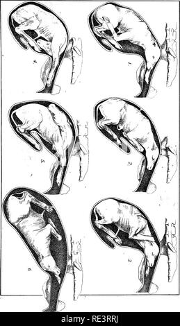 . Rapport spécial sur les maladies des bêtes . Les bovins. Les maladies du bétail. XVI. PLAQUE. Veuillez noter que ces images sont extraites de la page numérisée des images qui peuvent avoir été retouchées numériquement pour plus de lisibilité - coloration et l'aspect de ces illustrations ne peut pas parfaitement ressembler à l'œuvre originale.. United States. Bureau of Animal Industry ; Atkinson, C. T. (Vickers T. ), d. 1891. Washington : Govt. L'impression. L'arrêt. Banque D'Images