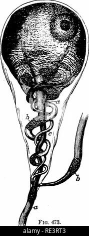 . Un texte-livre de physiologie animale, avec des chapitres d'introduction sur la biologie générale et un traitement complet de la reproduction ... La Physiologie, comparatif. . : !J'. : !j'. : !j'. : !i .s) 636 physiologie animale. Relations extérieures de la sympathique et cérébro-spinale. Pas de division du système nerveux a été ainsi, parce que tellement peu de relation avec d'autres parties, comme le sympathique. Il est également souhaitable de tenter de coordonner les nerfs spinaux et cérébraux mieux ; et diverses tentatives en ce sens ont été faites. Très récemment un plan, par lequel l'ensemble des nerfs l'émission de fr Banque D'Images