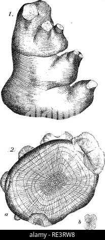 . Rapport spécial sur les maladies des bêtes . Les bovins. Les maladies du bétail. XI. la plaque. X215. Veuillez noter que ces images sont extraites de la page numérisée des images qui peuvent avoir été retouchées numériquement pour plus de lisibilité - coloration et l'aspect de ces illustrations ne peut pas parfaitement ressembler à l'œuvre originale.. United States. Bureau of Animal Industry ; Atkinson, C. T. (Vickers T. ), d. 1891. Washington : Govt. L'impression. L'arrêt. Banque D'Images