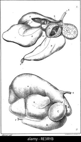 . Rapport spécial sur les maladies des bêtes . Les bovins. Les maladies du bétail. La seconde plaque. L'estomac des ruminants.. Veuillez noter que ces images sont extraites de la page numérisée des images qui peuvent avoir été retouchées numériquement pour plus de lisibilité - coloration et l'aspect de ces illustrations ne peut pas parfaitement ressembler à l'œuvre originale.. United States. Bureau of Animal Industry ; Atkinson, C. T. (Vickers T. ), d. 1891. Washington : Govt. L'impression. L'arrêt. Banque D'Images