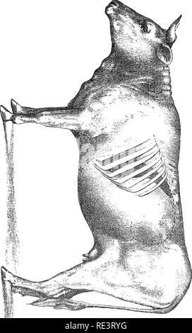 . Rapport spécial sur les maladies des bêtes . Les bovins. Les maladies du bétail. I. LA PLAQUE. Veuillez noter que ces images sont extraites de la page numérisée des images qui peuvent avoir été retouchées numériquement pour plus de lisibilité - coloration et l'aspect de ces illustrations ne peut pas parfaitement ressembler à l'œuvre originale.. United States. Bureau of Animal Industry ; Atkinson, C. T. (Vickers T. ), d. 1891. Washington : Govt. L'impression. L'arrêt. Banque D'Images