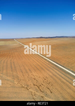 Vue aérienne de troupeau de moutons paissant sur des cultures de blé récolté dans la Mt Lofty autour de Mont Bryan East South Australia Banque D'Images