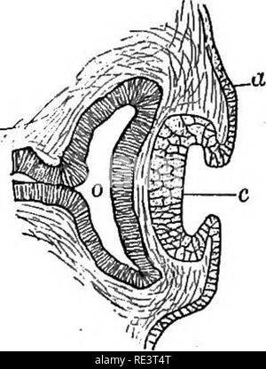 . Un texte-livre de physiologie animale, avec des chapitres d'introduction sur la biologie générale et un traitement complet de la reproduction ... La Physiologie, comparatif. . Veuillez noter que ces images sont extraites de la page numérisée des images qui peuvent avoir été retouchées numériquement pour plus de lisibilité - coloration et l'aspect de ces illustrations ne peut pas parfaitement ressembler à l'œuvre originale.. Mills, Wesley, 1847-1915. New York, D. Appleton Banque D'Images